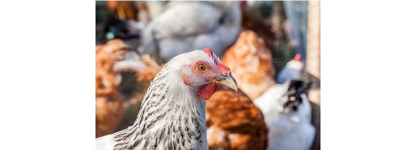 Bolivia toma medidas preventivas ante Salmonelosis aviar