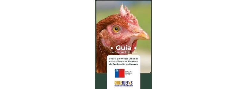 Chile: Publica guía sobre bienestar animal en producción de huevos