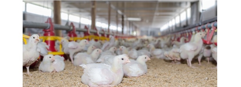 Colombia: Expectantes ante gravamen de impuestos a productos avícolas