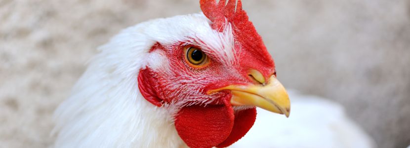 curso FACTA Matrizes de Frango de Corte