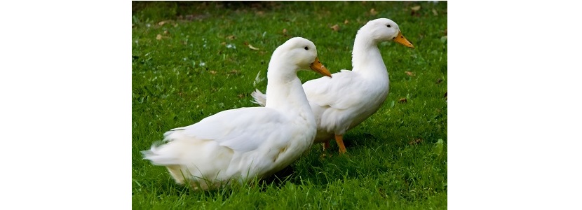 EE.UU: Se presenta Influenza Aviar de baja patogenicidad en patos