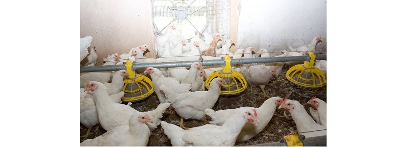 Avícolas panameñas Pérdidas por desequilibrio entre oferta y demanda Panamá