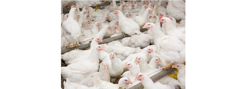 Industria avícola argentina una historia de emprendimiento y trabajo