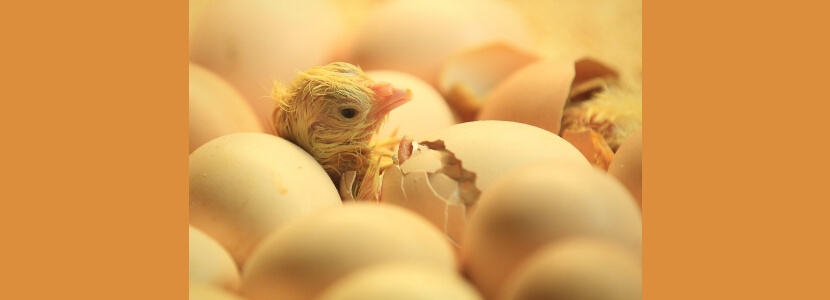 Arabia Saudita importará material genético avícola de Brasil