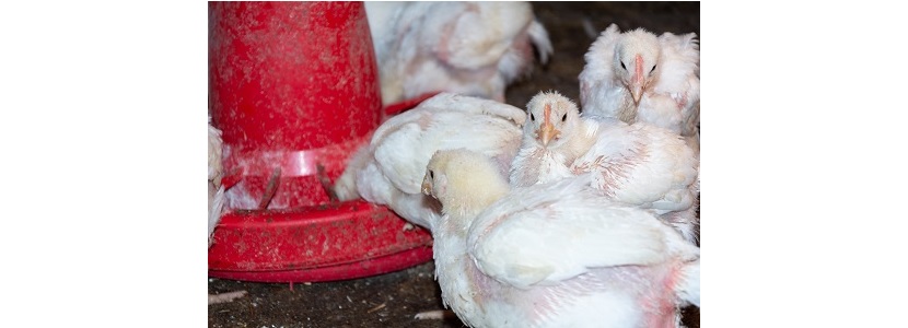 Requisito de SENASAG a veterinarios que actúan en sector avícola de Bolivia