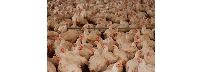 México: Producción de carne de ave creció 4,22% el primer semestre 2019
