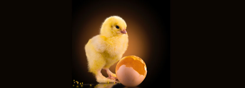 Alimentación perinatal en pollitos. Nutrición IN OVO 1Parte