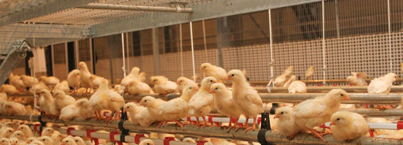 Producciones Avícolas El Granjero confía en AVIPORC