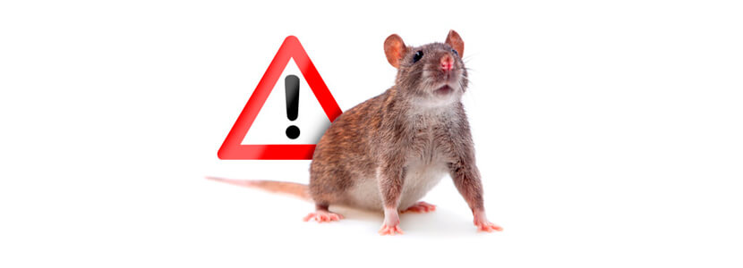 Claves para el control eficaz y seguro de las infestaciones por roedores