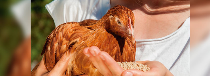 Claves del éxito de la avicultura de puesta alternativa