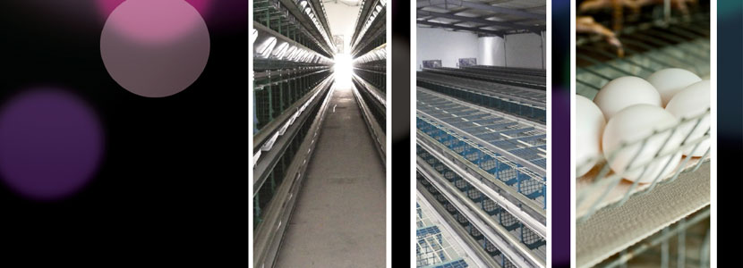 Soluciones completas para jaulas de gallinas ponedoras por Exafan