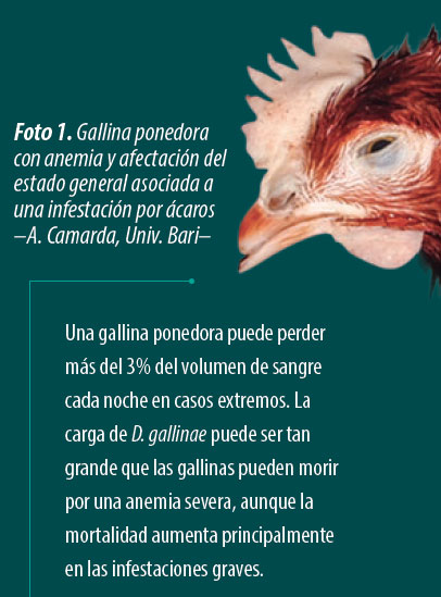 ectoparásitos avicultura