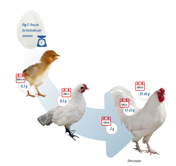 reproductores avicultura