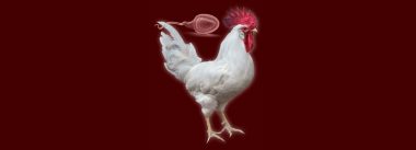 Imagen Revista Factores que pueden afectar al desarrollo testicular del gallo