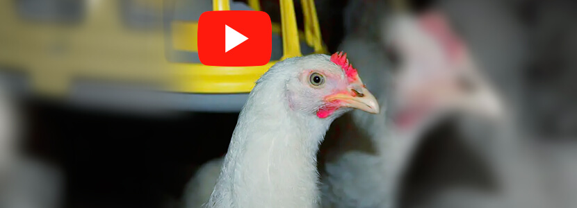 Natural Beak Smoothing, solución sostenible para avicultores alemanes