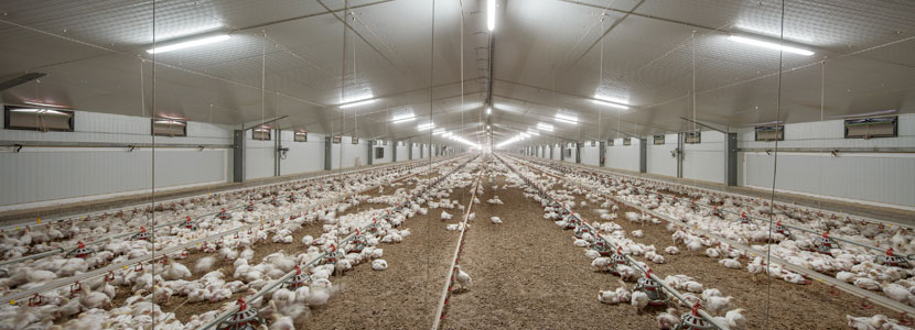 Eficiencia energética en la Granja Avícola Los Arcos gracias a Isopan