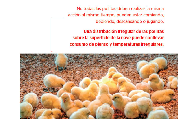 reproducción avicultura