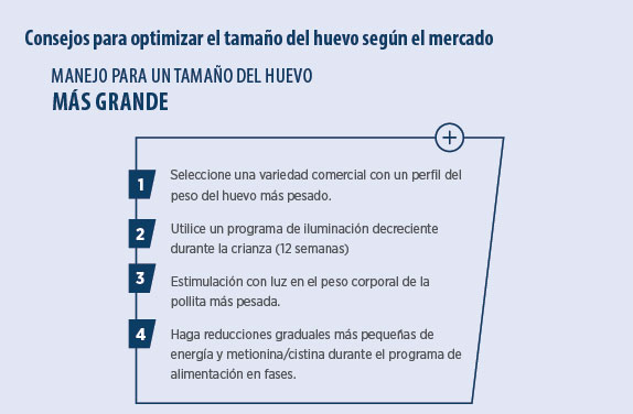 producción avicultura