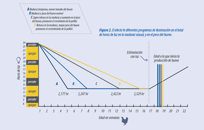 producción avicultura