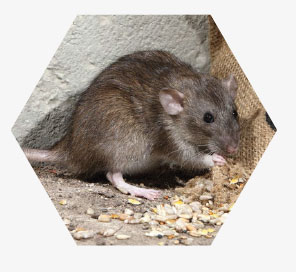 control de plagas roedores