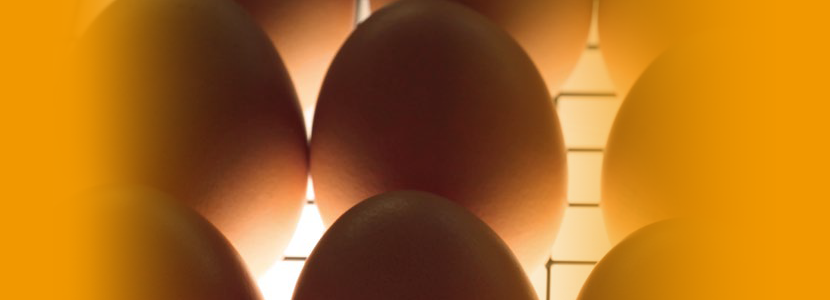 Cómo cargar correctamente los huevos en sus incubadoras (parte 2)