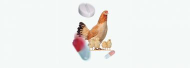 Imagen Revista Uso racional de antibióticos na produção avícola
