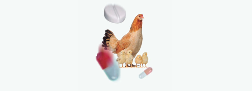 Rational use of antibiotics in poultry production
