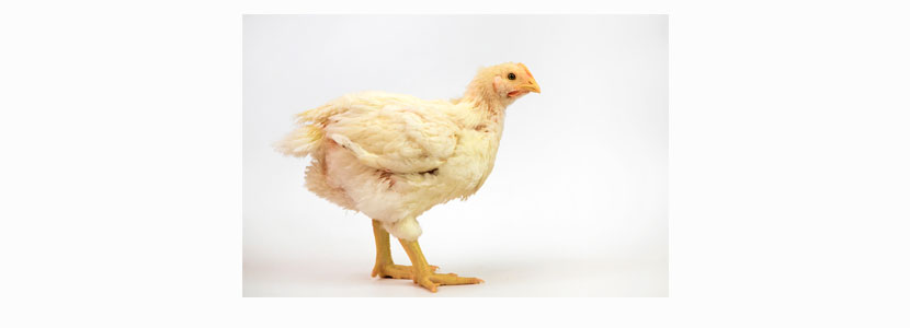 Alternativas a antibióticos promotores del crecimiento en avicultura