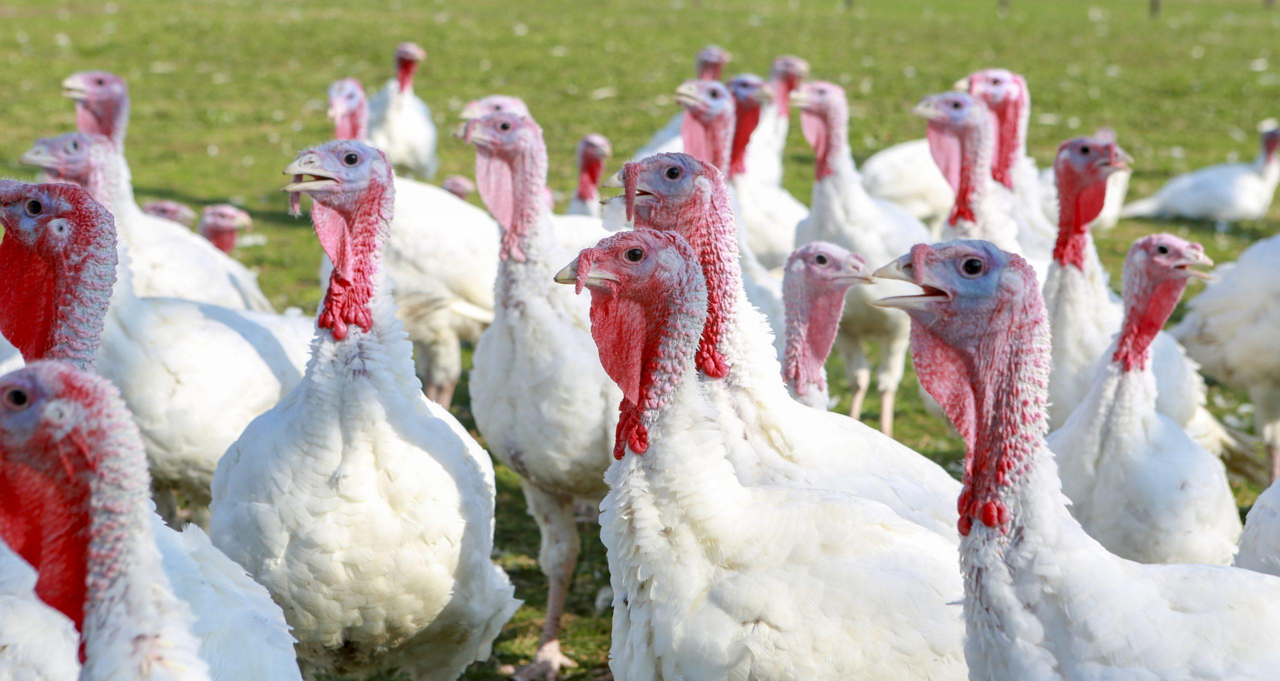 Chile podrá continuar exportando carne de pavo a China