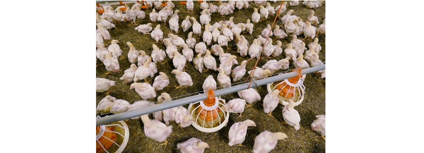 FENAVI-Colombia y Holanda firman acuerdo: Fortalecerá competitividad del sector avícola