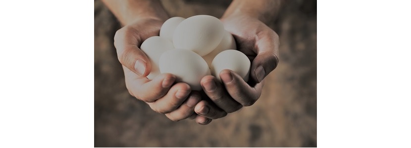 México: Dos empresas se suman a suministro de huevos libres de jaula ovos livres de gaiola
