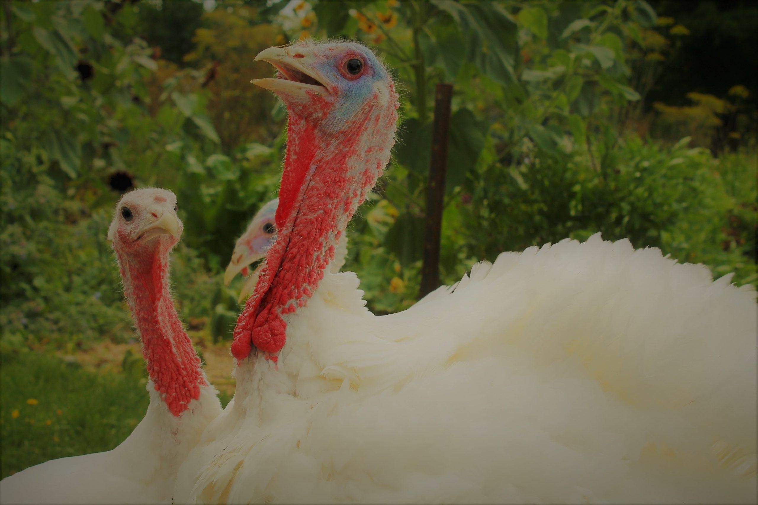 Perú: Oferta de pavos cae en 4,9% para festividades de fin de año
