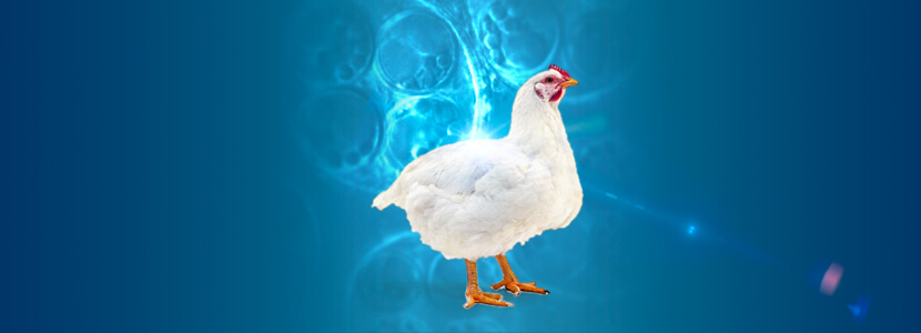 Etiología y Patogenia de la coccidiosis aviar