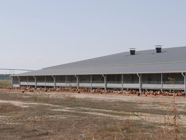 instalaciones avícolas