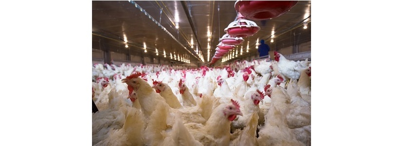 ¿Cuáles son los controles que garantizan la calidad del pollo en Argentina?