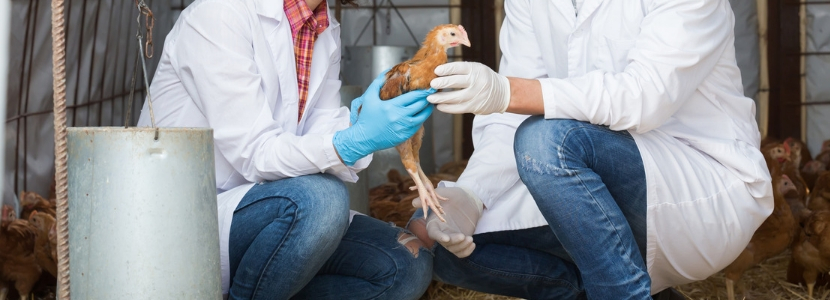 Brasil auditará servicios veterinarios oficiales: Garantiza sanidad animal