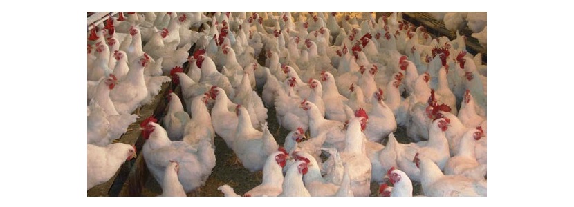 Bolivia destaca por su alto consumo de pollo: ¡Avicultores trabajan para esto!