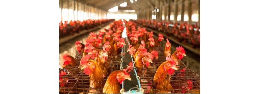Costa Rica protege al sector agropecuario a través de seguro avícola