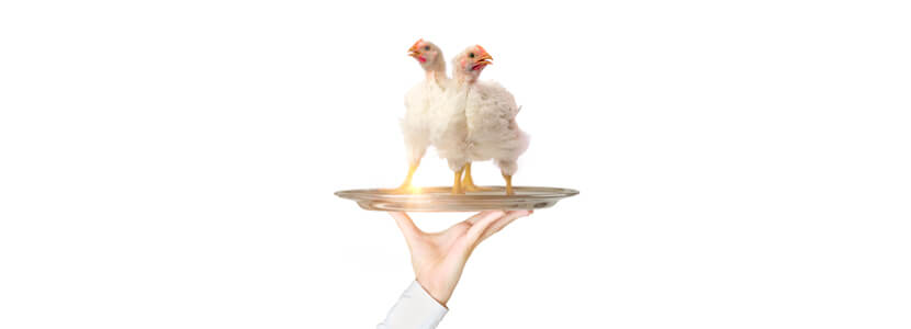 Preferencias del consumidor y creencias sobre pollo de crecimiento lento