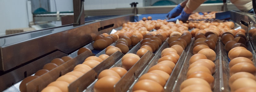 ¿Producción de huevos superior al estándar comercial?