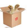 ¿Cómo maximizar el rendimiento de las aves en las plantas de procesamiento?