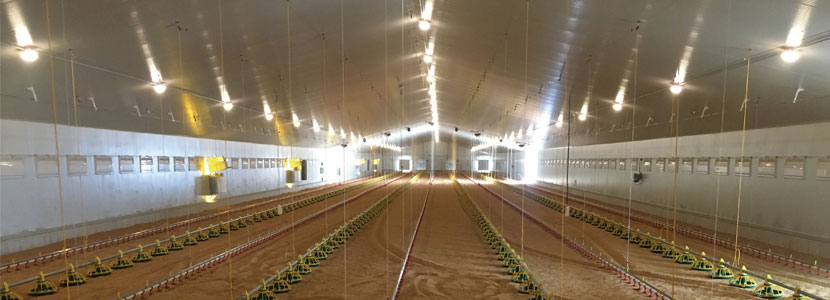 Ahorro energético&bienestar animal aspectos fundamentales en la avicultura