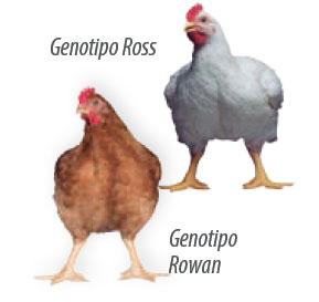 genética avícola
