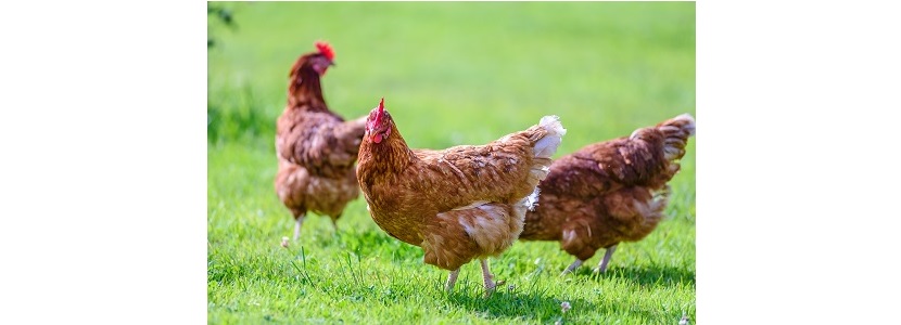 Chile: Producción de huevos de gallinas libre de jaula se incrementa 100%