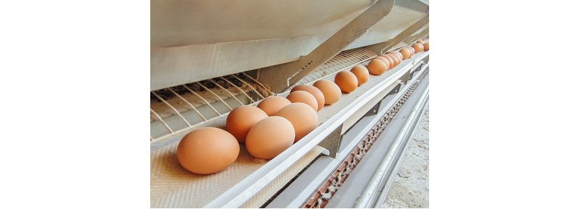 Producción de huevos aumenta en 9,58% en Chile: Primer semestre 2019