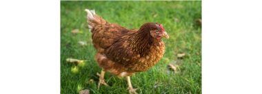 Avícola Triple A: Operações certificadas com bem-estar animal na Colômbia