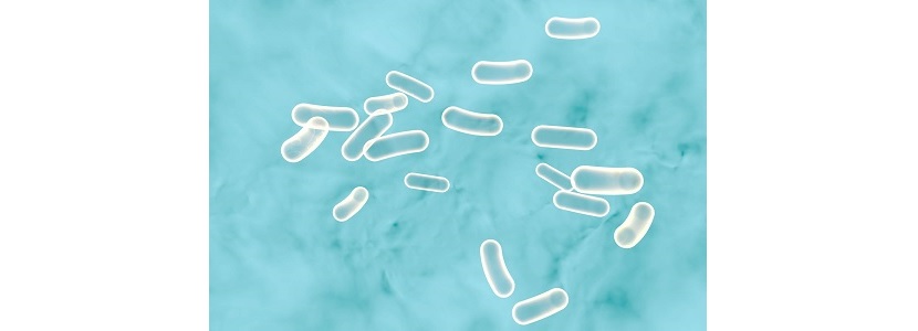 Investigación genética busca evitar infección alimentaria por Salmonella