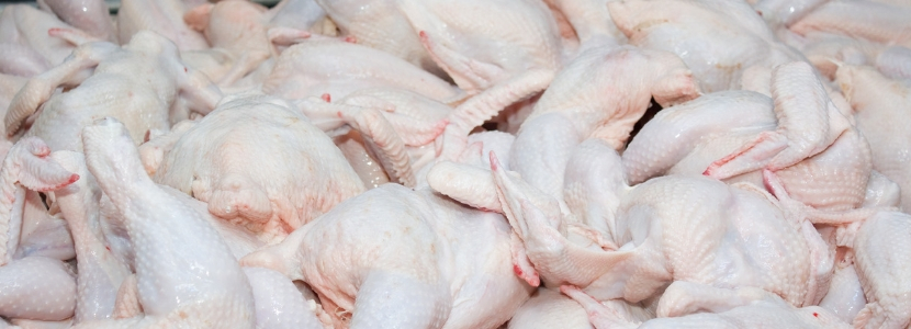 Precios de la carne de pollo y de los cortes están en caída en Brasil