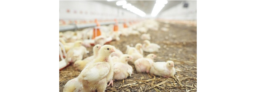 Sector avícola mexicano pide revisión de cupo de importaciones de terceros