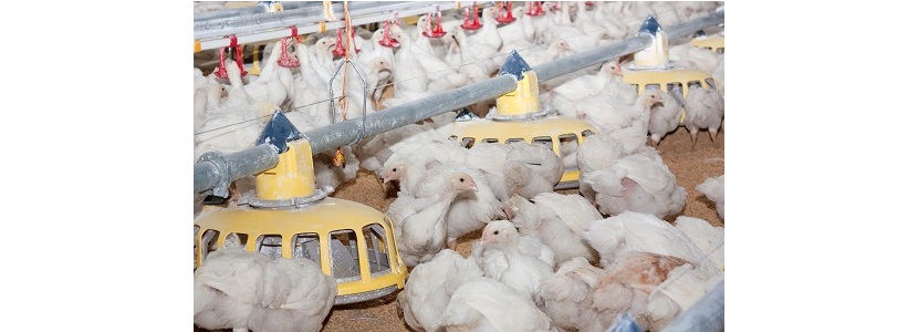 Industria avícola de México: Cifras de carne de pollo destacan mundialmente